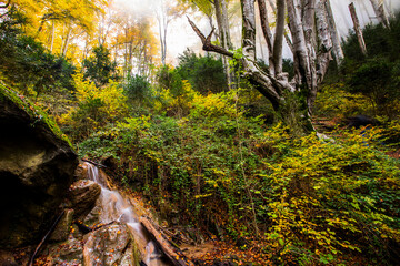 Autumn la Grevolosa forest, Osona, Barcelona, Spain