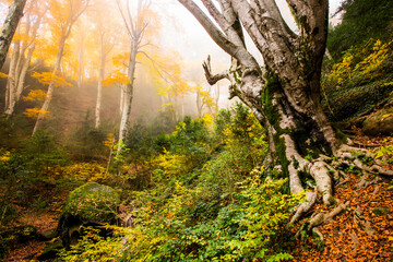 Autumn la Grevolosa forest, Osona, Barcelona, Spain