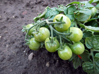 Tomatenpfanze mit Tomaten