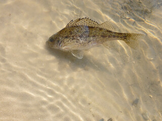 River ruff fish floating in shallow water.