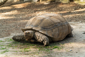 Russia. Krasnodarskiy kray. August 14, 2022. A large spur-bearing turtle in the Gelendzhik Safari Park.
