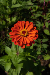 オレンジ色の一輪のコスモス
