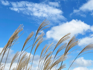 秋空にゆれるススキの穂