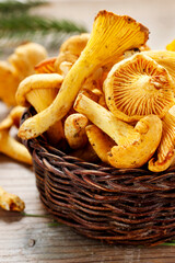 Cantharellus cibarius, commonly known as the chanterelle, golden chanterelle or girolle.