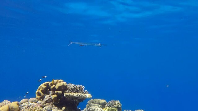 Needlefish stand over top of coral reef on cleaning station. 4K-60fps
