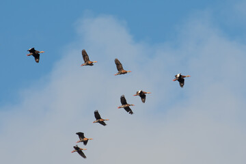 Nine whistling ducks in a v formation as they fly in a group.