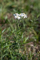 Achillea ptarmica - Sneezewort - Achillée sternutatoire - Achillée ptarmique