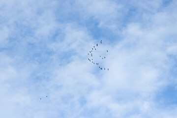 flock of migratory birds gracefully flying in a circular formation against a bright blue sky with soft clouds, symbolizing freedom, nature, and wildlife movement in the open air. Perfect for nature 