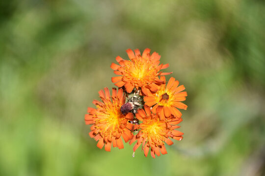 Wild Devils Paintbrush in a Deep Orange