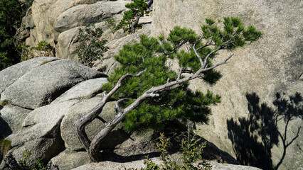a pine tree between rocks that completes the landscape