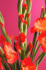 Vertical holiday greeting card made of red Gladiolus flowers on bright pink background. Closeup, soft selective focus.