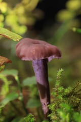 Mushroom