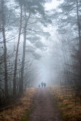 Fototapeta na wymiar Spaziergang im Wald bei Nebel