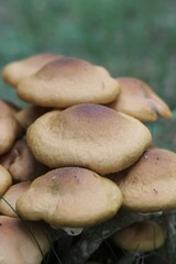 mushrooms in the garden