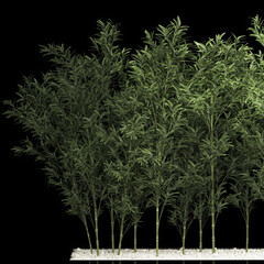  Bamboo Garden And Bamboo Thickets on black background