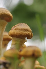 mushrooms in the forest