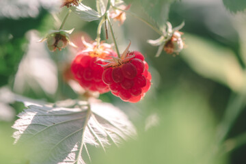 Red raspberries and green leaves in garden, closeup