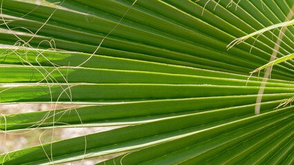 Palm branch in the form of a fan, green background tecture