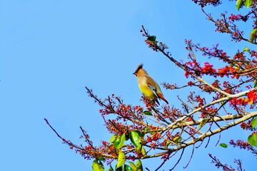 青空を背景に赤い実のついた木に止まるヒレンジャクという鳥