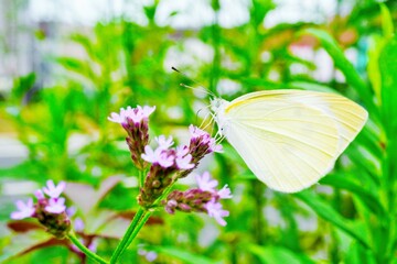 ヤナギハナガサの花の蜜を吸う白い蝶のアップ