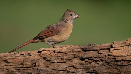 Juvenile Northern Cardinal