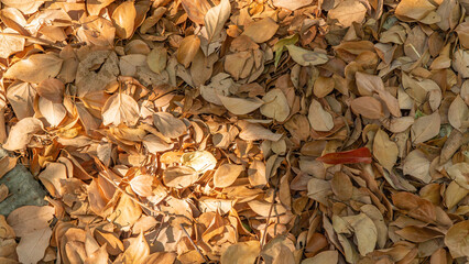Background of autumn fallen leaves, warm sunny color