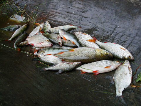 A lot of small river fish - chub, roach, rudd at the bottom of the dugout boat.
