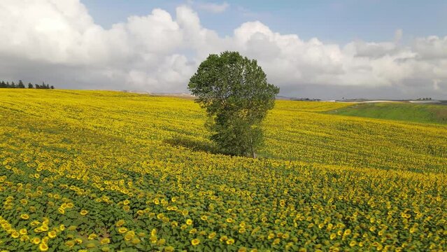 sunflowe fild in nice viwe under clouds 2