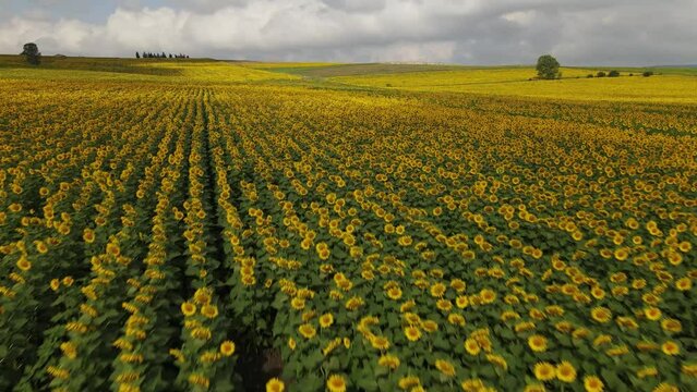 sunflowe fild in nice viwe under clouds