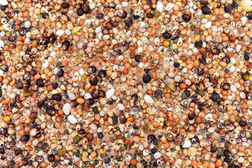 shells on a beach