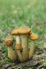 mushroom in the forest