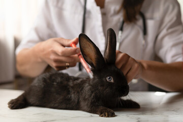 veterinarian doctor doing vaccination, curing illness at small black rabbit on table in office,...