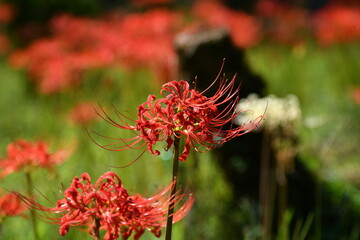 飯田市の彼岸花