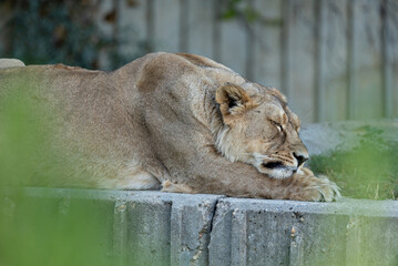 Naklejka premium Leon en el zoo de Madrid