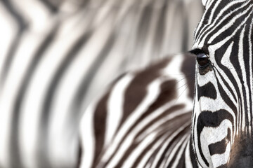 Plains zebra, equus quagga, closeup of partial face and eye, with blurred abstract background of other zebras behind. Masai Mara, Kenya. Space for text.