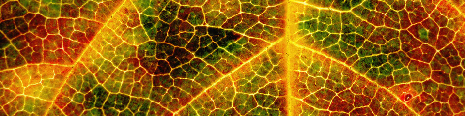 Leaf of a fruit plant close-up. Bright abstract natural banner. Red and yellow saturated backdrop. Fall autumn header. Tree leaf structure. Mosaic of cells and veins. Macro