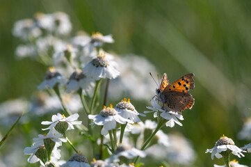 Lycaena phlaeas - Small Copper - Cuivré commun