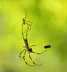 捕食中のジョロウグモ