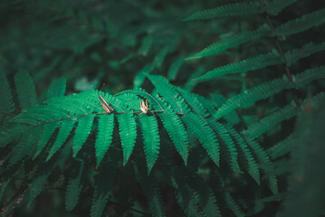 close up dark green fern leaf with grasshopper. natural tropical leaves dark greenery background for wallpaper or backdrop.