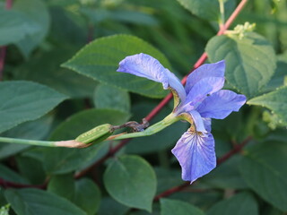 Purple flower on a long stem on a green background