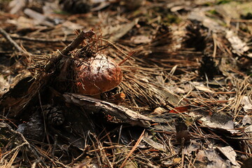 Grzyb Borowik szlachetny © Marcin
