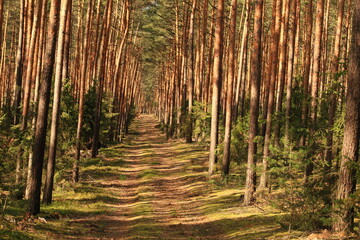 Leśna ścieżka © Marcin