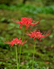 雨上がりの彼岸花