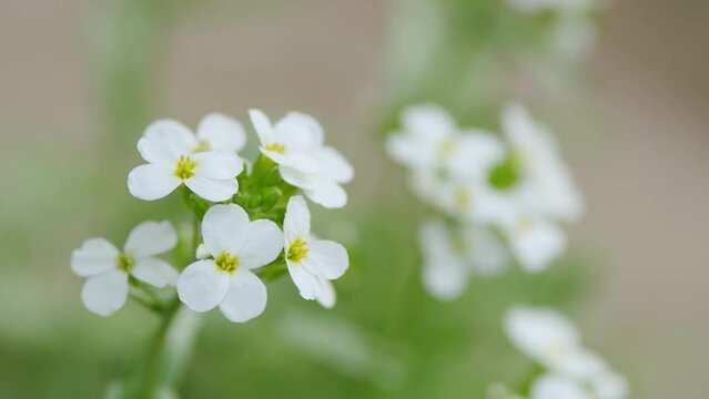 Sweet alyssum or lobularia maritima. Concept of spring, summer, environment day. Slow motion.