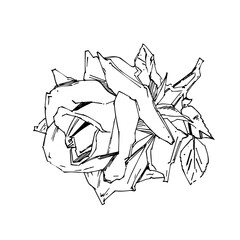 Hand drawn rose. PNG illustration. Vintage tattoo style rose. Flower motif sketch for design. Ink illustration isolated.