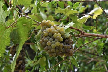 bunch of grapes