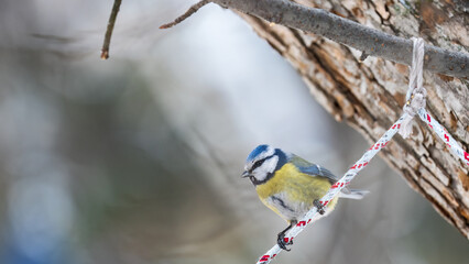 Cute bird, Eurasian blue tit, songbird sitting on a branch without leaves in the autumn or winter