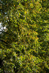 Fototapeta na wymiar trees have autumn leaves. Beautiful colors and a blurry bokeh background.