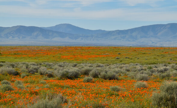Poppy Bloom In Antelope Valley California Poppy Reserve