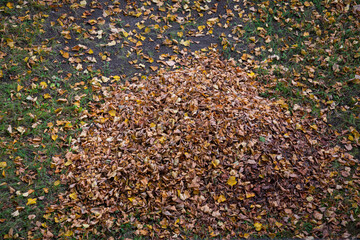Top down from above view of pile of fallen brown leaves against green grass background